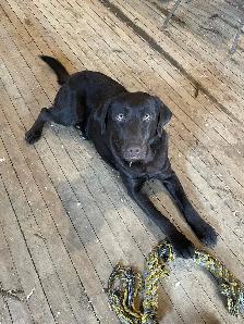 Female Labrador brun chiot femelle - Photo 10