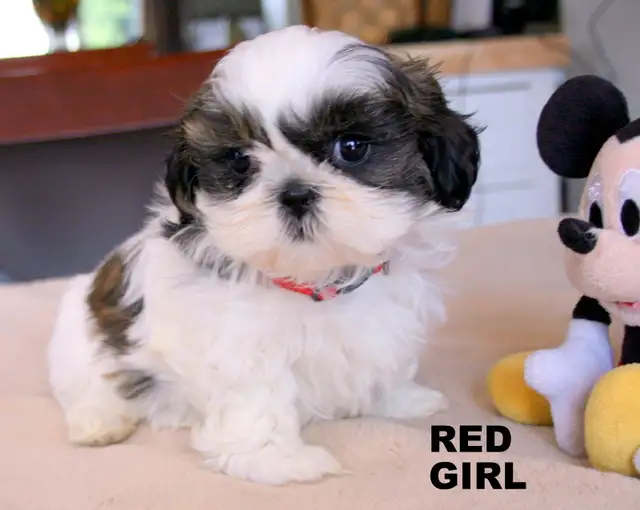 SHIH TZUS little beauties!