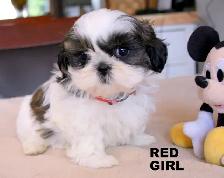 SHIH TZUS little beauties!