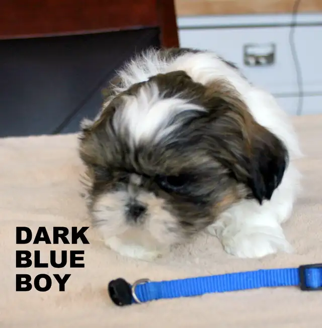 SHIH TZUS little beauties! - Photo 2