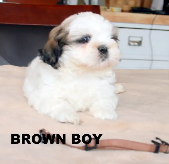 SHIH TZUS little beauties! - Photo 3