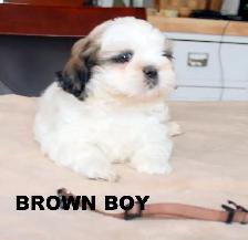 SHIH TZUS little beauties! - Photo 3