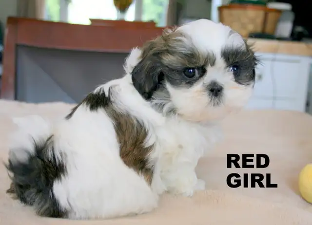 SHIH TZUS little beauties! - Photo 4
