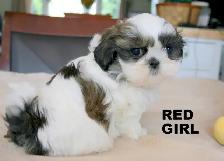SHIH TZUS little beauties! - Photo 4