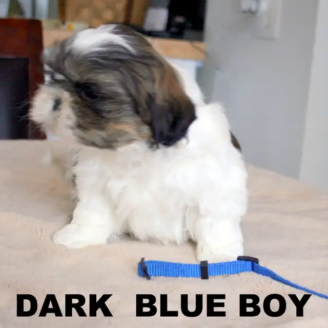 SHIH TZUS little beauties! - Photo 5