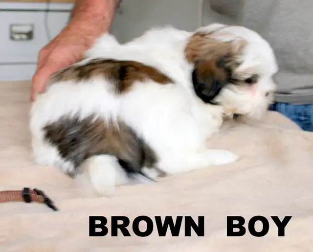 SHIH TZUS little beauties! - Photo 6