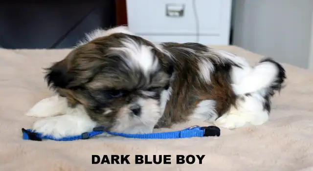 SHIH TZUS little beauties! - Photo 8