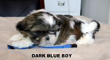 SHIH TZUS little beauties! - Photo 8