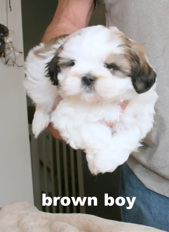 SHIH TZUS little beauties! - Photo 9