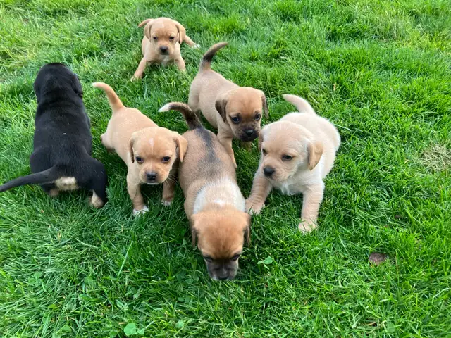 Puggle Puppies