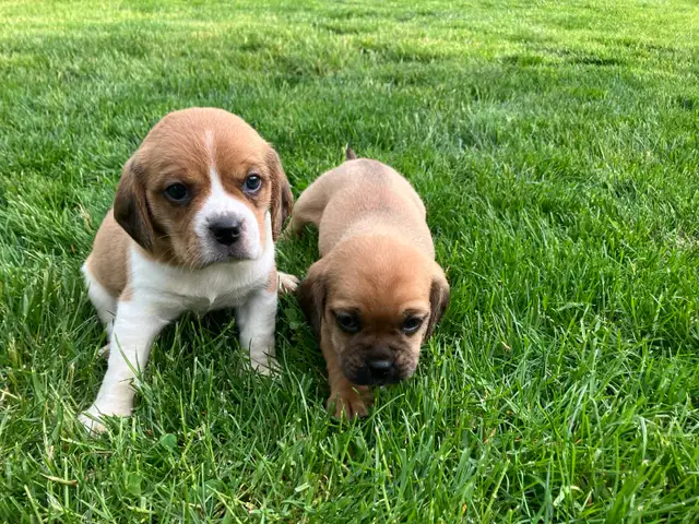 Puggle Puppies - Photo 2