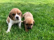 Puggle Puppies - Photo 2