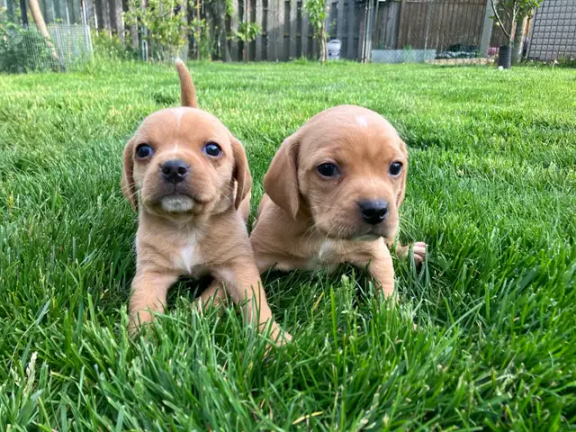 Puggle Puppies - Photo 3