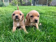 Puggle Puppies - Photo 3