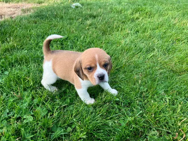 Puggle Puppies - Photo 4