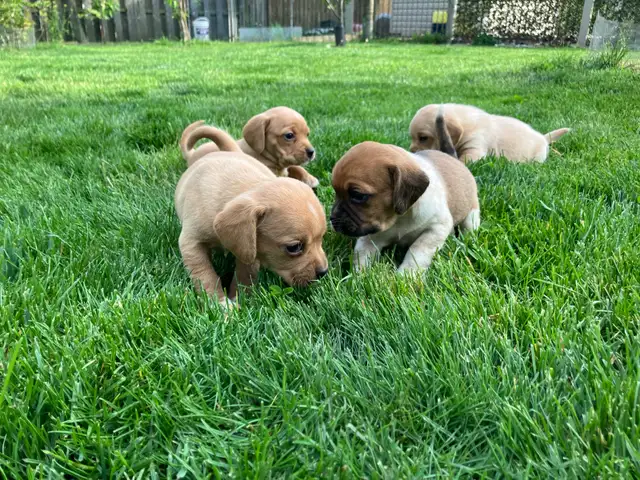 Puggle Puppies - Photo 5