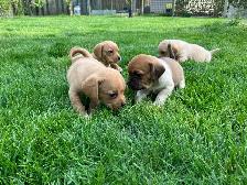 Puggle Puppies - Photo 5