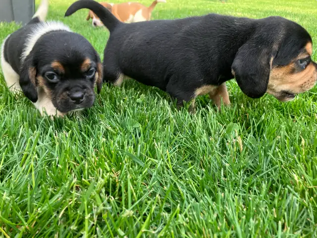 Puggle Puppies - Photo 6