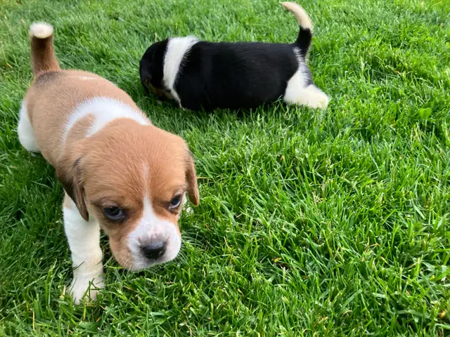 Puggle Puppies - Photo 7