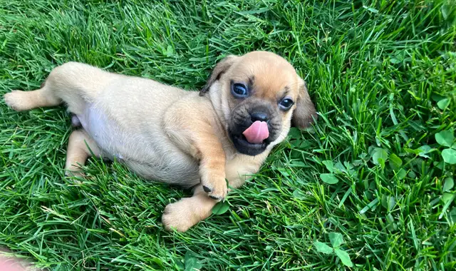 Puggle Puppies - Photo 8