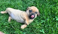 Puggle Puppies - Photo 8