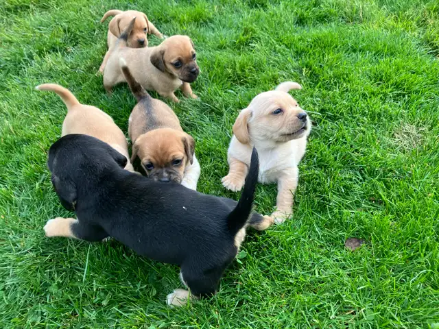 Puggle Puppies - Photo 9