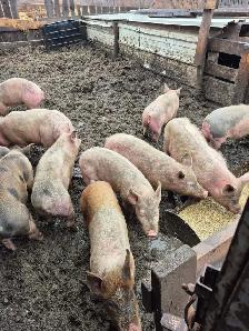 Pigs for sale