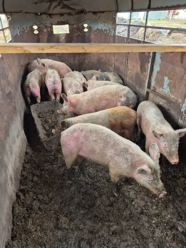 Pigs for sale - Photo 2