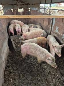 Pigs for sale - Photo 2