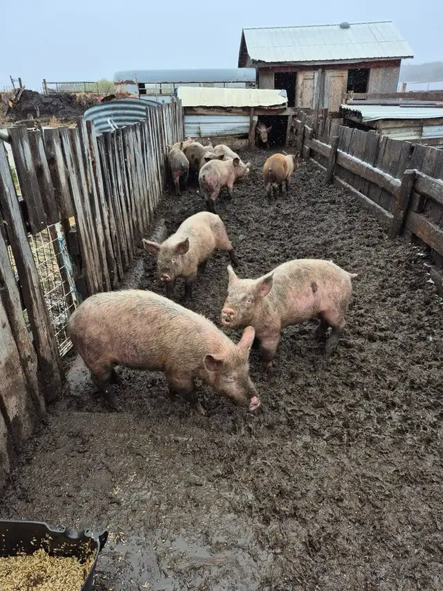 Pigs for sale - Photo 3