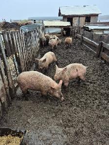 Pigs for sale - Photo 3