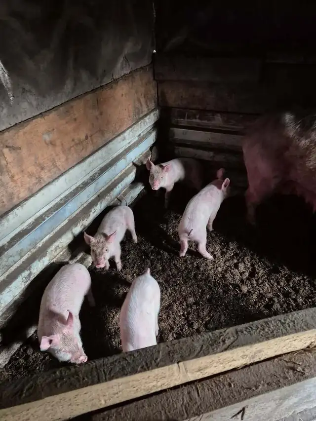 Pigs for sale - Photo 4