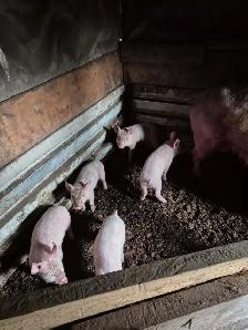 Pigs for sale - Photo 4