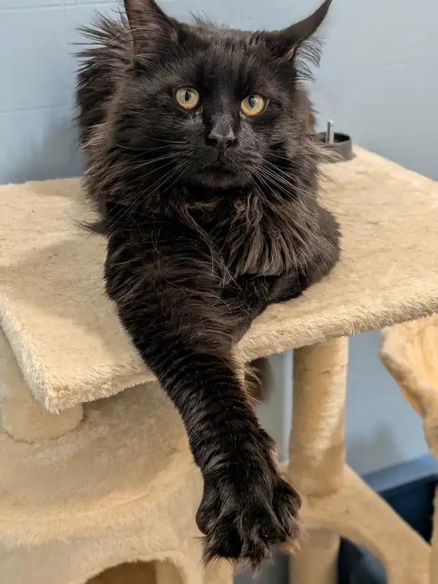 MaineCoon (Male)
