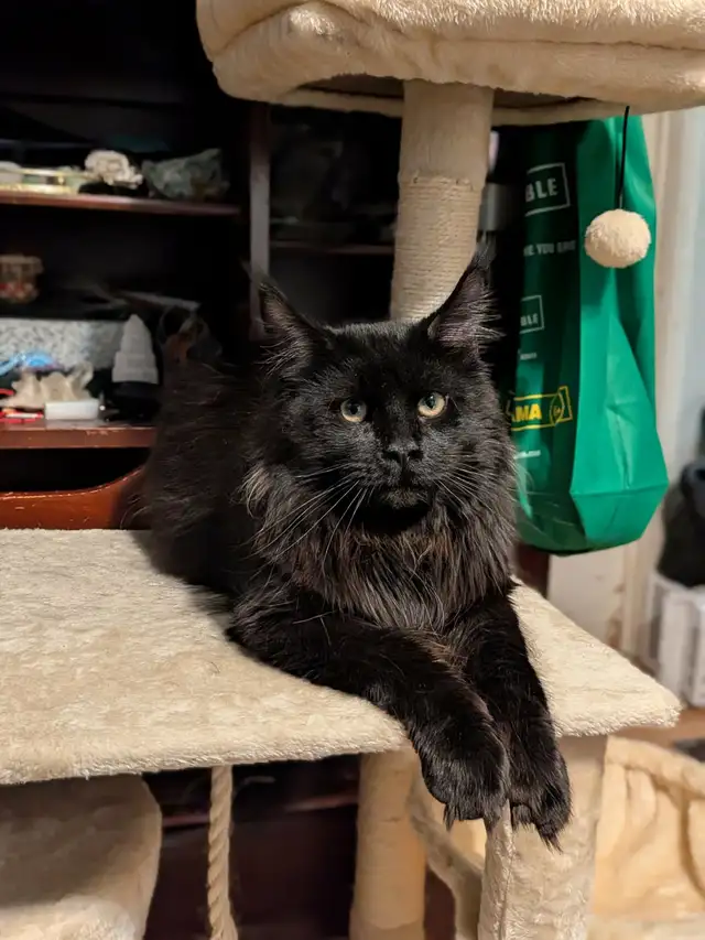 MaineCoon (Male) - Photo 2