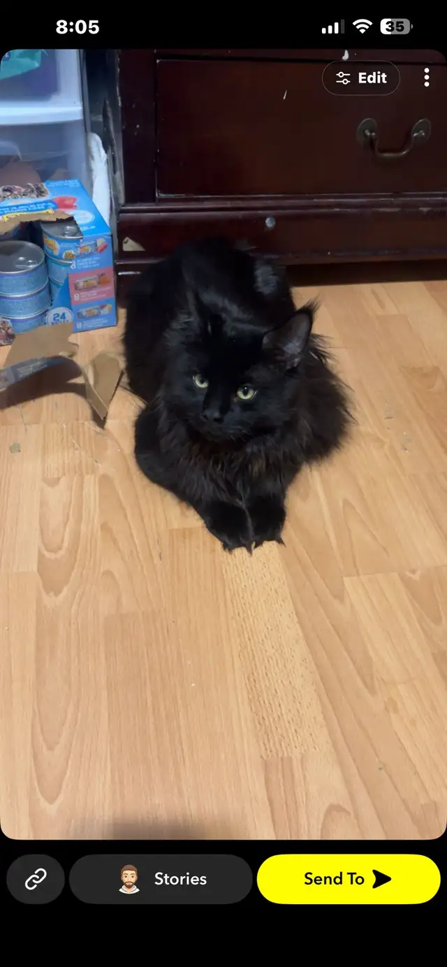 MaineCoon (Male) - Photo 3