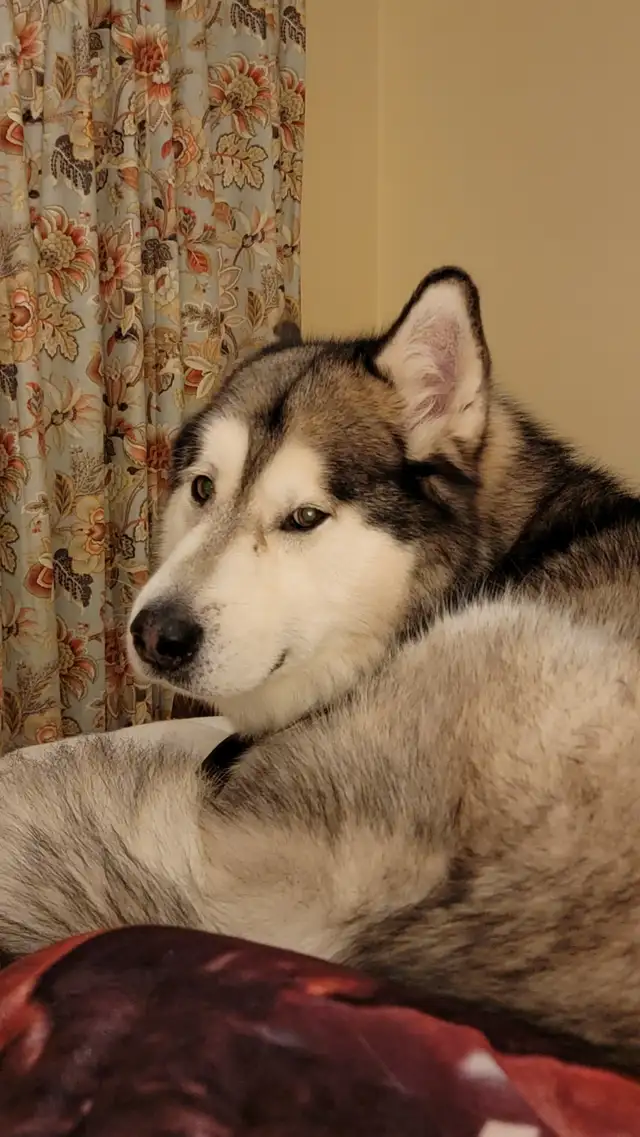 Dundas and Ancaster Dog walking and pet sitting