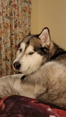 Dundas and Ancaster Dog walking and pet sitting
