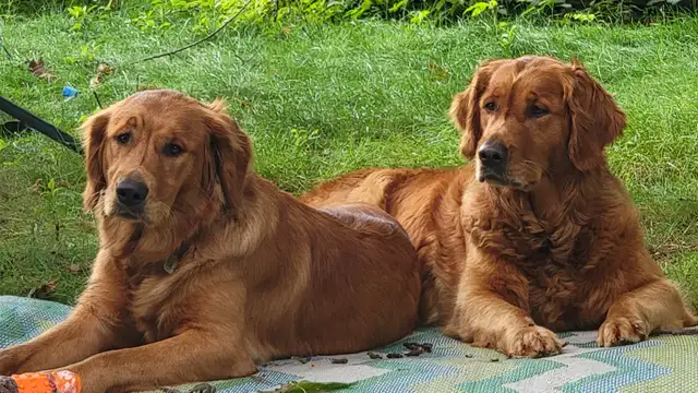 Dundas and Ancaster Dog walking and pet sitting - Photo 2