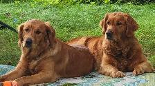 Dundas and Ancaster Dog walking and pet sitting - Photo 2