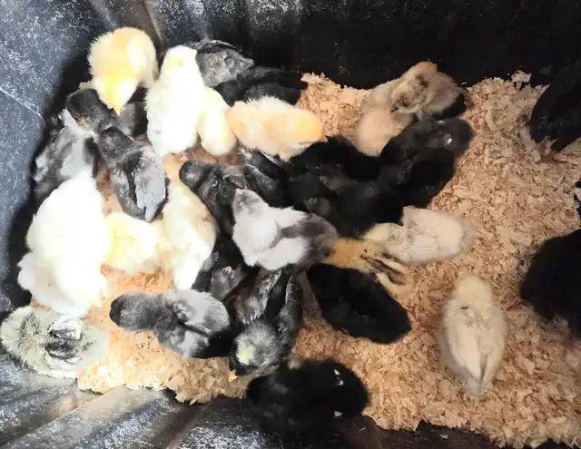 32 x BYM Chicks