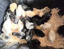 32 x BYM Chicks