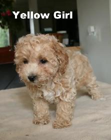 BICHON/POO BABIES... 5 TO CHOOSE FROM READY NOW!