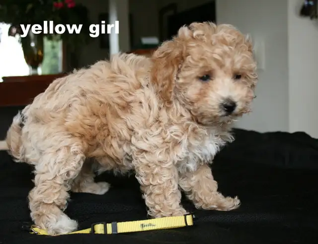 BICHON/POO BABIES... 5 TO CHOOSE FROM READY NOW! - Photo 2