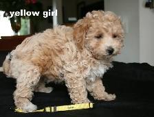 BICHON/POO BABIES... 5 TO CHOOSE FROM READY NOW! - Photo 2