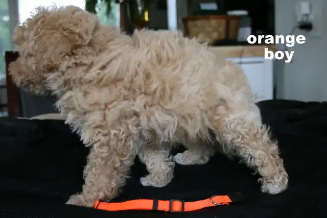 BICHON/POO BABIES... 5 TO CHOOSE FROM READY NOW! - Photo 3