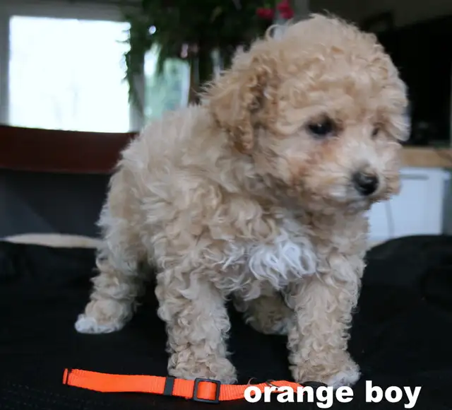 BICHON/POO BABIES... 5 TO CHOOSE FROM READY NOW! - Photo 4