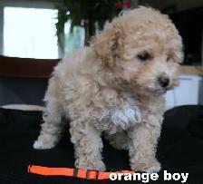 BICHON/POO BABIES... 5 TO CHOOSE FROM READY NOW! - Photo 4