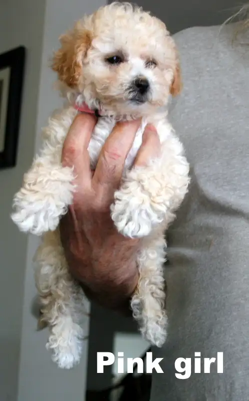 BICHON/POO BABIES... 5 TO CHOOSE FROM READY NOW! - Photo 5