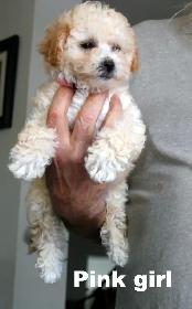BICHON/POO BABIES... 5 TO CHOOSE FROM READY NOW! - Photo 5